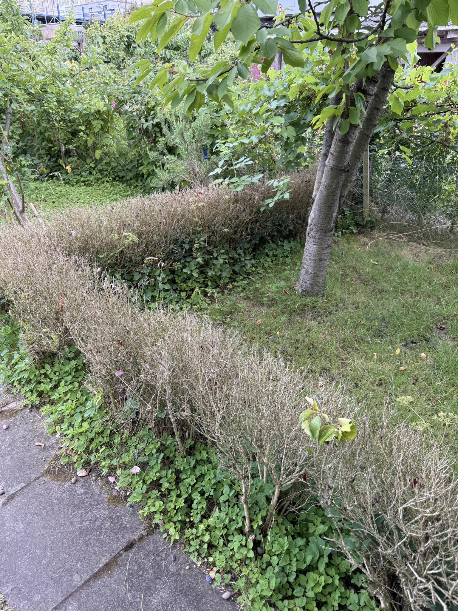 Weiter geht’s: Hecke weg, Baumarbeiten und Rasenstart!